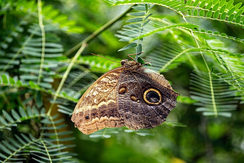 Butterfly Effect Safeguards